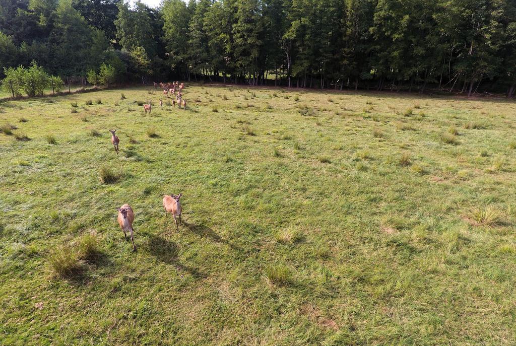 Gite Des Biches Birkenwald Eksteriør bilde